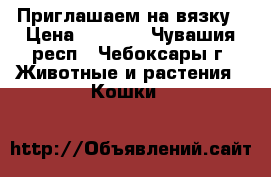 Приглашаем на вязку › Цена ­ 1 500 - Чувашия респ., Чебоксары г. Животные и растения » Кошки   